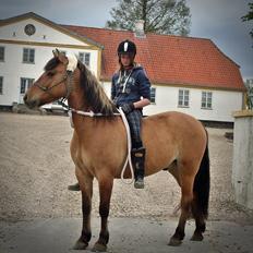 Anden særlig race Cokko