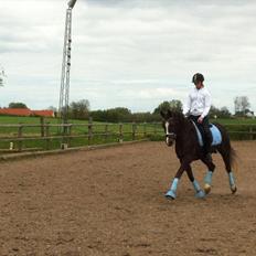 Welsh Cob (sec D) Mister Hougård B-PONY