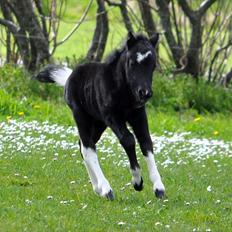 Anden særlig race » Hegnsholts Ziba <3 « R.I.P <3