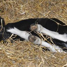 Anden særlig race » Hegnsholts Ziba <3 « R.I.P <3