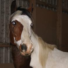 Pinto Brattensborgs Sambuca