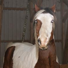 Pinto Brattensborgs Sambuca