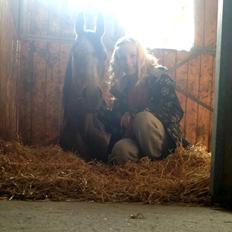 Arabisk fuldblod (OX) Zenitt