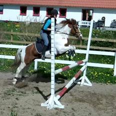 Pinto Lee - Cooper GOLÅ<3solgt