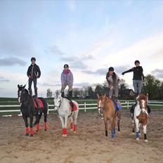 Pinto Lee - Cooper GOLÅ<3solgt