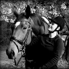 Dansk Varmblod Scarlett