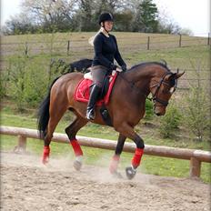 Dansk Varmblod Scarlett