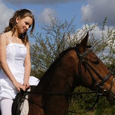 Anden særlig race Cordis