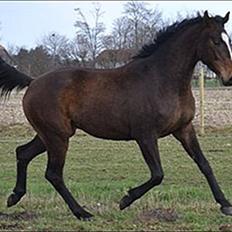 Dansk Varmblod Legendo