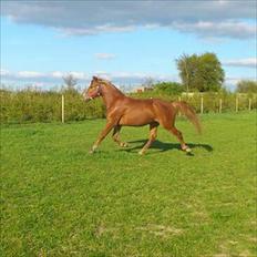 Knabstrupper Golden Nemo himmel hest 