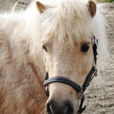 Shetlænder Skovdigets Lupin
