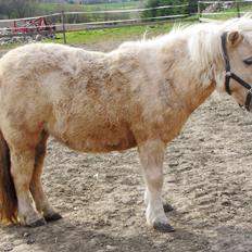 Shetlænder Skovdigets Lupin