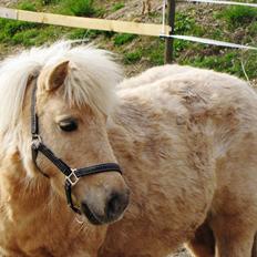 Shetlænder Skovdigets Lupin