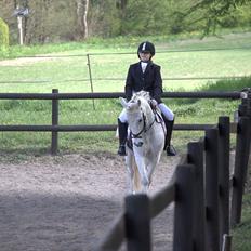 Anden særlig race Anton 