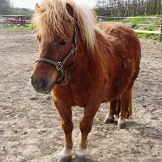 Shetlænder Aarupgaards Lullu