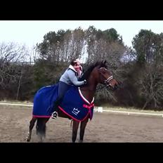 Dansk Varmblod Lobca K - [Part]