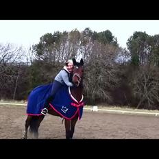 Dansk Varmblod Lobca K - [Part]