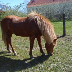 Islænder *Stjerne*! (rider)