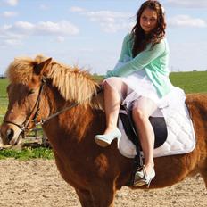 Islænder Trítill fra Fogedgaarden