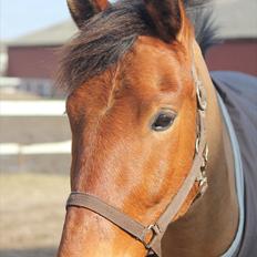 Anden særlig race Lucky Luke (Lille Fyren)