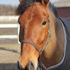 Anden særlig race Lucky Luke (Lille Fyren)