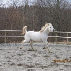 Arabisk fuldblod (OX) CA Tzar