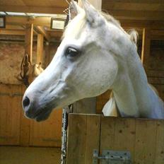 Arabisk fuldblod (OX) CA Tzar