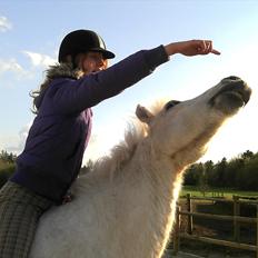 Islænder Pori klattrup