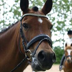 New Forest Minijos Galaksija