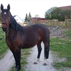 Oldenborg Ulrikke af hvarre 