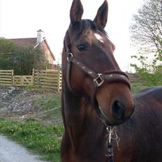 Oldenborg Ulrikke af hvarre 