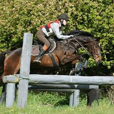 Hannoveraner Livingstone I