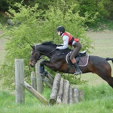 Hannoveraner Livingstone I