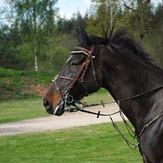 Belgisk varmblod Cartusch van de werf