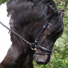 Anden særlig race Spike