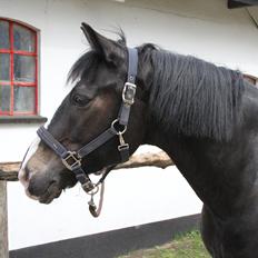 New Forest Adam af wrångebäck