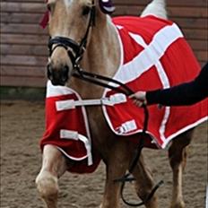 Palomino Kærgaardens Ripasso
