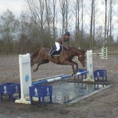 Anglo Araber (AA) Harpun