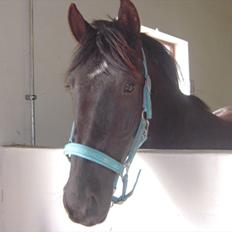 Anden særlig race Sir Lucifer