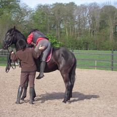 Anden særlig race Sir Lucifer