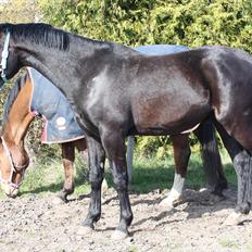 Anden særlig race Sir Lucifer