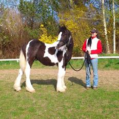 Irish Cob Spirit Of Romany Vanner