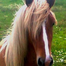 Islænder Pengil *Bassen* [Tilrider]