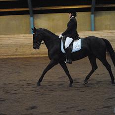 Hannoveraner Grinta Alfarvad Z