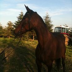 Traver Mybony Hackstable (Mille) solgt <3