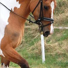 Anden særlig race Lunderskovs Watch Me