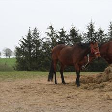 Dansk Varmblod Romance