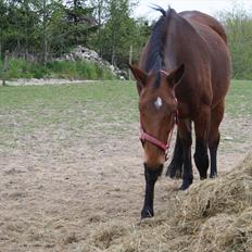 Dansk Varmblod Romance