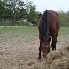 Dansk Varmblod Romance
