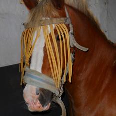 Hollandsk Sportspony /welsh Scooby doo *savnet*